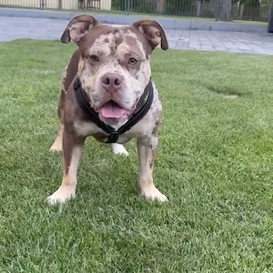 American Bully  Brownie 