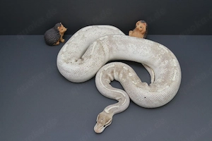 Adult 0.1 Supergravel Mojave Königspython, Python Regius 