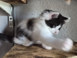 Maine-coon  Perser Mix