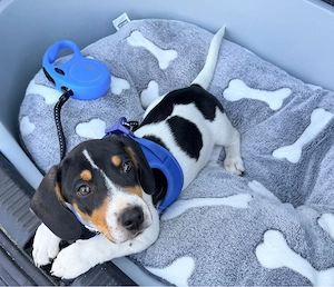 Jack Russell Mix Welpe sucht liebevolles Zuhause   geimpft, gechippt & EU-Heimtierausweis