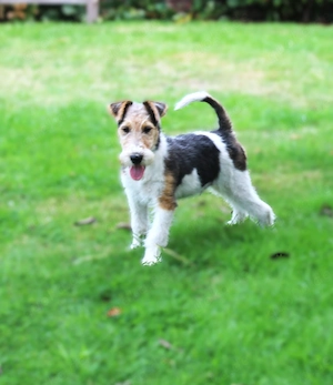 Drahthaar Foxterrier Rüde 3 Monate.