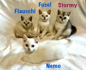 Kitten Kätzchen BKH Britisch Kurzhaar