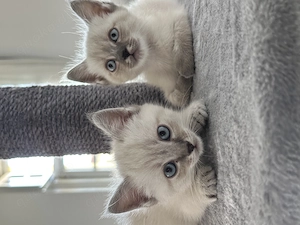 Kuschelige heilige Birma Siam Mix kitten (alle langhaar) 