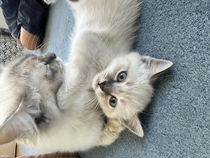 Kuschelige Tabby Birma Siam Mix kitten (alle langhaar) 