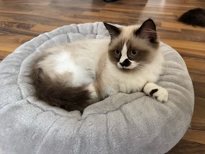 4 Wundervolle Heilige Birma-Ragdoll Kitten ab sofort!!