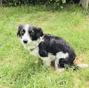 Border Collie Mix Hündin Rodi