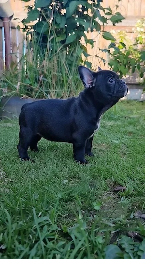 Französische-Bulldogge-Welpe