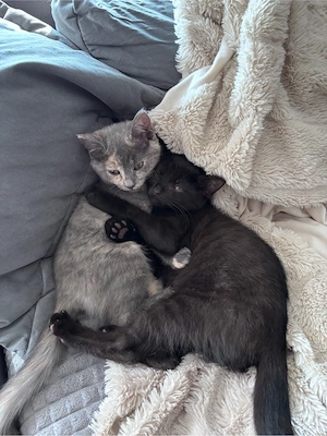 Angel &  Venom suchen ein neues Zuhause