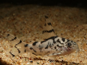 Corydoras sp. CW111 - Hoplisoma CW111 - Panzerwelse - Zierfisch