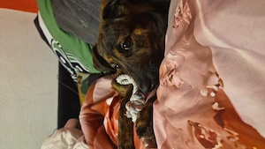 Verkaufe schweren Herzens meinen Hund