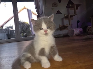 Wunderschöne BKH Kitten in Lilac-White 