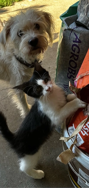 verschmustes Mix Katerchen abzugeben