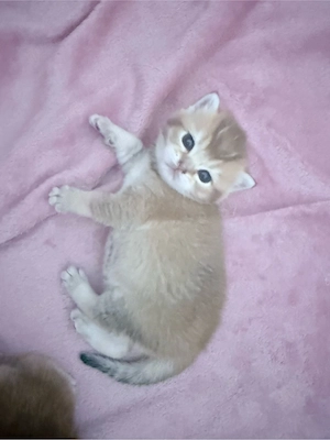 BKH Kitten Golden Shaded 