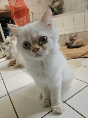 2 reinrassige Perserkitten 