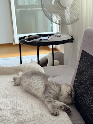 Süßes British-Kurzhaar-Mädchen sucht ein liebevolles Zuhause  Bild 3