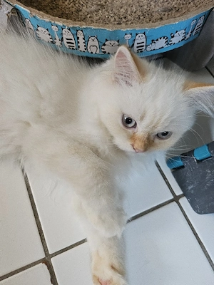 2 reinrassige Perserkitten 