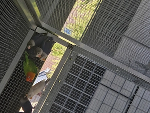 Pfirsichköpfchen  zu verkaufen 