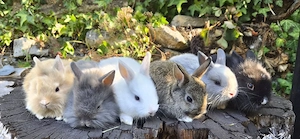 Zwergkaninchen Farbenzwerge und Löwenköpfchen  Bild 2