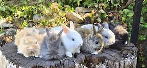Zwergkaninchen Farbenzwerge und Löwenköpfchen  Bild 3