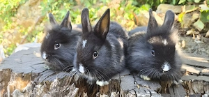 Zwergkaninchen Farbenzwerge und Löwenköpfchen  Bild 4
