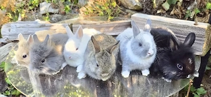 Zwergkaninchen Farbenzwerge und Löwenköpfchen  Bild 5