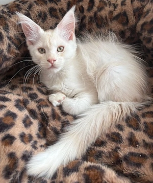 Wunderschönes Typvolles Maine Coon Kitten (Mädel) sucht ab sofort ein Tolles Zuhause
