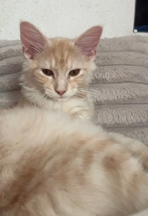 Maine Coon Reinrassig knapp 4 Monate 