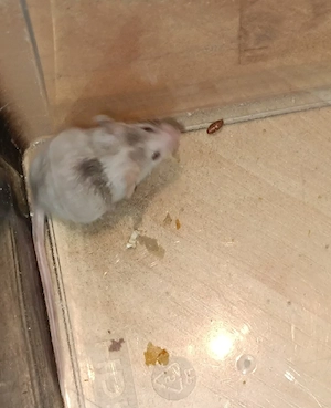 suche 2 männliche mäuse