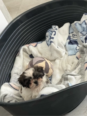 Shihtzu Welpe 