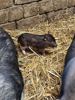 Wunderschönes Minischweinferkel 