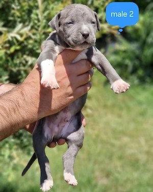 Außergewöhnliche American Bully Puppies   Finden Sie Ihren perfekten Begleiter