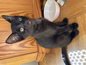 Katzenbabys ,Kitten ,Babykatze 