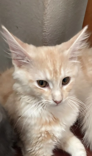 Knapp 4 Monate alter Maine Coon Kater 2 mal geimpft 