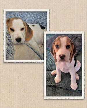 ABGABEBEREIT Diese Süßen Beagle Welpen suchen noch ein Zuhause 