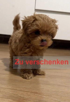 Ich verschenke einen Maltipoo-Welpen namens Rug an ein liebevolles Zuhause