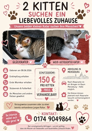 2 Kitten suchen ein neues zu Hause