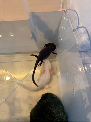 2 Axolotl zu verkaufen Bild 4