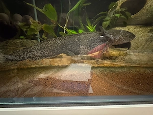 2 Axolotl zu verkaufen Bild 2