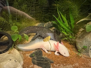 2 Axolotl zu verkaufen Bild 3