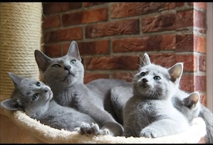 Russisch Blau Kitten