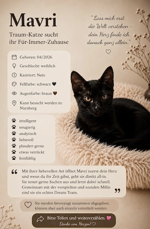 2 Kätzchen suchen ein Zuhause  Bild 7