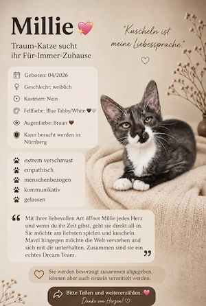 2 Kätzchen suchen ein Zuhause  Bild 6