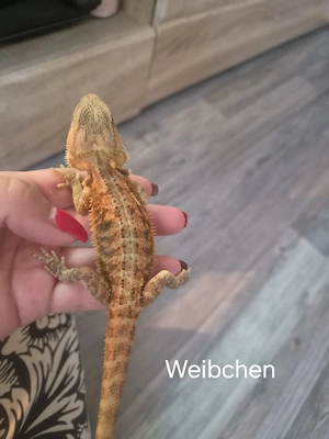 Farb-Bartagamen Jungtiere (pogona vitticeps) NZ 05 2026