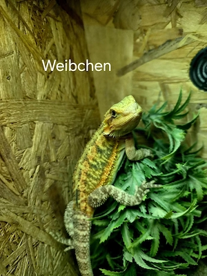 Farb-Bartagamen Jungtiere (pogona vitticeps) NZ 05 2026 Bild 9