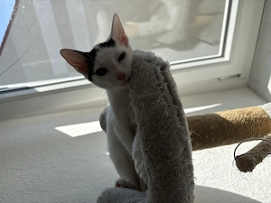 2 männliche Kitten suchen ein Neues Zuhause 