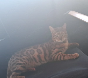 Bengal Kater Katze sucht Zuhause