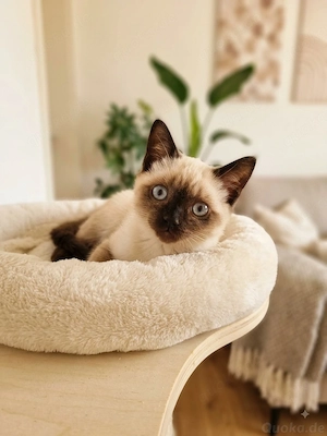 Verspieltes& Kuschelbedürftiges Bkh Kitten Seal-Point