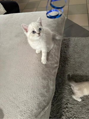 Wunderschöne reinrassige BKH Kitten abzugeben