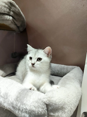 BKH Kitten.