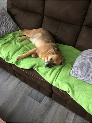 Suche Hund